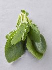 Closeup view of fresh Borage leaves on a grey background — Stock Photo