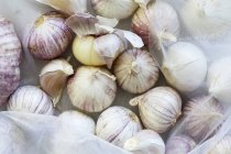 Purple garlic heads — Stock Photo
