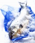 Frische rohe Forellen im Eis — Stockfoto