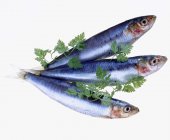 Fresh sardines with parsley — Stock Photo