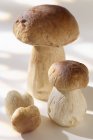 Fresh Cep mushrooms — Stock Photo