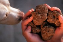 Nahaufnahme ausgeschnittene Ansicht eines Hundes, der frische Trüffel in geschüttelten Händen erschnüffelt — Stockfoto