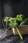 Fresh Cucumbers and chillies — Stock Photo