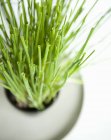 Erba cipollina che cresce in vaso — Foto stock
