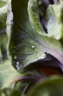 Листья брюссельской капусты — стоковое фото
