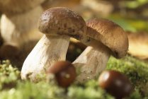 Белые грибы растут над зеленой травой на земле — стоковое фото