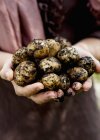 Нові картоплю в руках, міделю — стокове фото