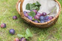 Fresh picked Plums in basket — Stock Photo
