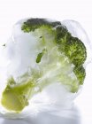 Broccoli in ice on white background — Stock Photo