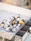 Elevated view of roasted chestnuts on a tray — Stock Photo