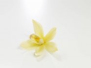 Closeup view of vanilla blossom on a white surface — Stock Photo