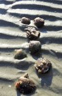 Vue diurne élevée des pétoncles dans le sable mouillé — Photo de stock