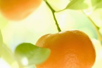 Mandarin sur branche d'arbre — Photo de stock