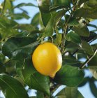 Лимон, що росте на дереві — стокове фото