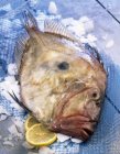 Сырая рыба Джона Дори — стоковое фото