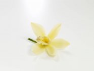 Vista de cerca de la flor de vainilla en una superficie blanca - foto de stock