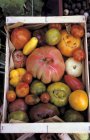 Tomates colorées dans la caisse — Photo de stock