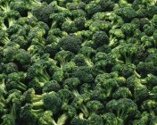 Broccolis recién recogidos - foto de stock