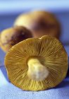 Amanite des cesars mushrooms — стокове фото