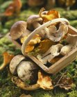 Cogumelos frescos colhidos — Fotografia de Stock