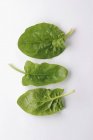 Свежие листья шпината — стоковое фото