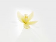 Vista ravvicinata del fiore di vaniglia su una superficie bianca — Foto stock