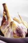 Teste di aglio essiccate — Foto stock