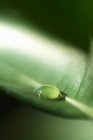 Vista de perto de uma gota de água na folha de limoeiro — Fotografia de Stock