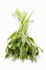 Rohes grünes Bindweed auf weißem Hintergrund — Stockfoto
