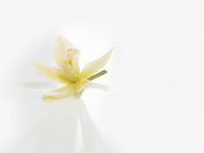Closeup view of vanilla blossom on a white surface — Stock Photo
