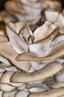 Frische Pleurotus-Pilze — Stockfoto