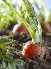Сира морква в землі — стокове фото