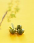 Zweig grüner Oliven — Stockfoto