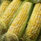 BiColor sweet corn — Stock Photo