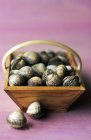 Basket of cockles over purple surface — Stock Photo