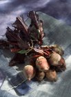Barbabietola fresca raccolta con gambi — Foto stock