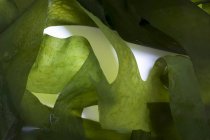 Вид крупним планом на зелені водорості Вакаме — стокове фото