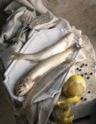 Carbonato de Lakefish fresco - foto de stock