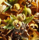 Vista close-up de castanhas com folhas e casca — Fotografia de Stock