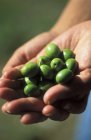 Mani femminili in possesso di olive verdi — Foto stock