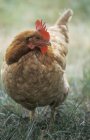 Nahaufnahme einer Henne, die im Gras geht — Stockfoto