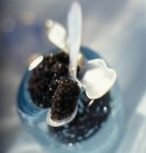 Cucharada de caviar beluga - foto de stock