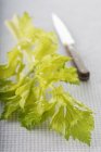 Celery branch with knife — Stock Photo