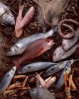 Selezione di pesce fresco catturato — Foto stock