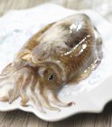 Calamari interi freschi — Foto stock