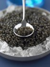 Hojalata y cuchara de caviar beluga - foto de stock