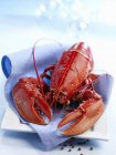 Closeup view of one red lobster with cloth on plate — Stock Photo
