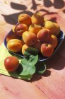 Raw apricots on plate — Stock Photo
