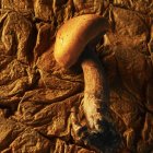 Amanite des cesars гриб на бумагу для выпечки — стоковое фото