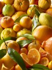 Fresh citrus fruits in heap — Stock Photo